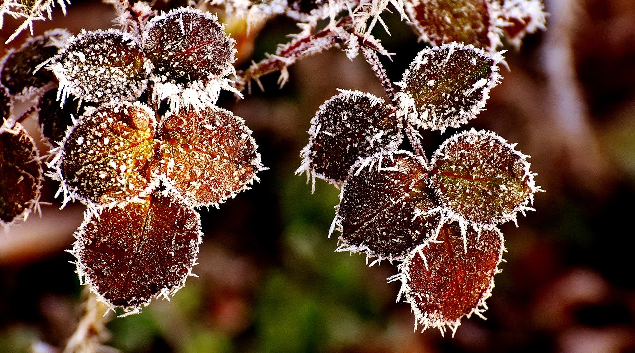 Frost Rosen Schutz Winter