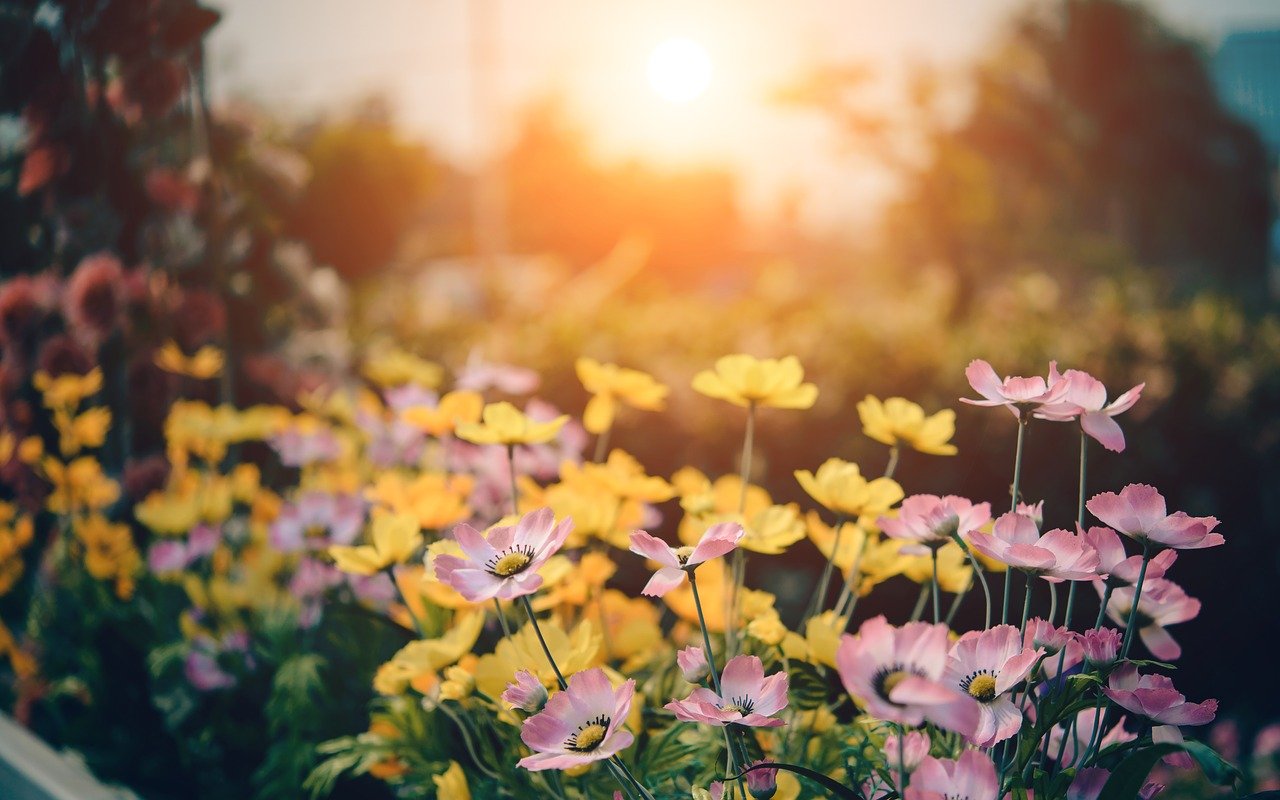 Garten Blumen Sonne