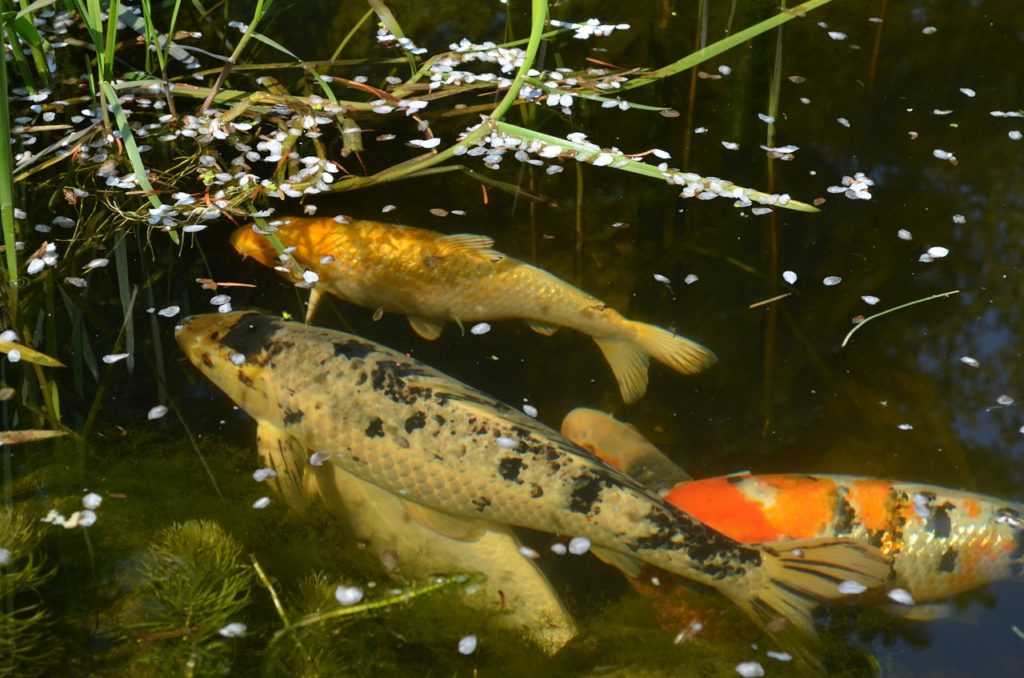 Koi Koikarpfen Garten Teich Wasser