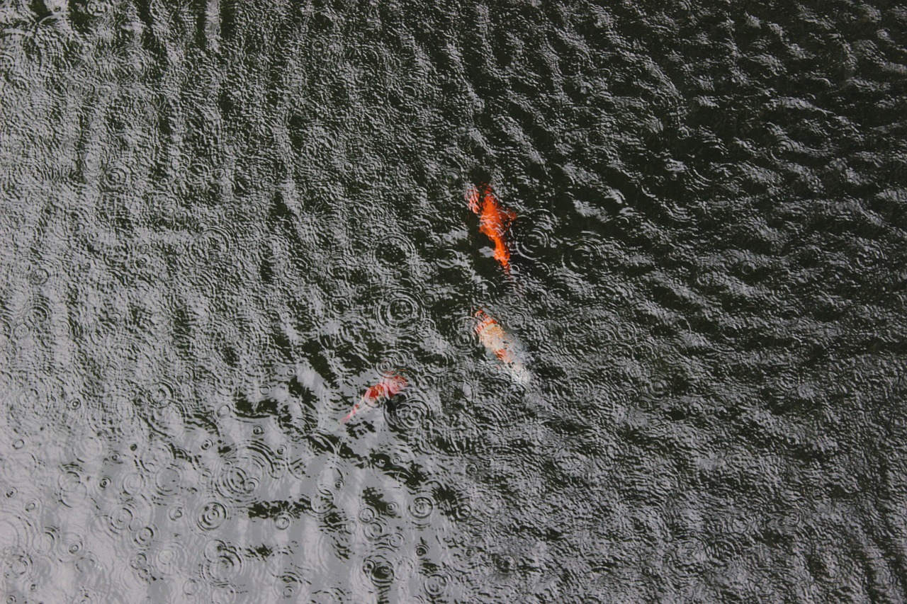 Wasser Teich Koi Koikarpfen Regen Garten