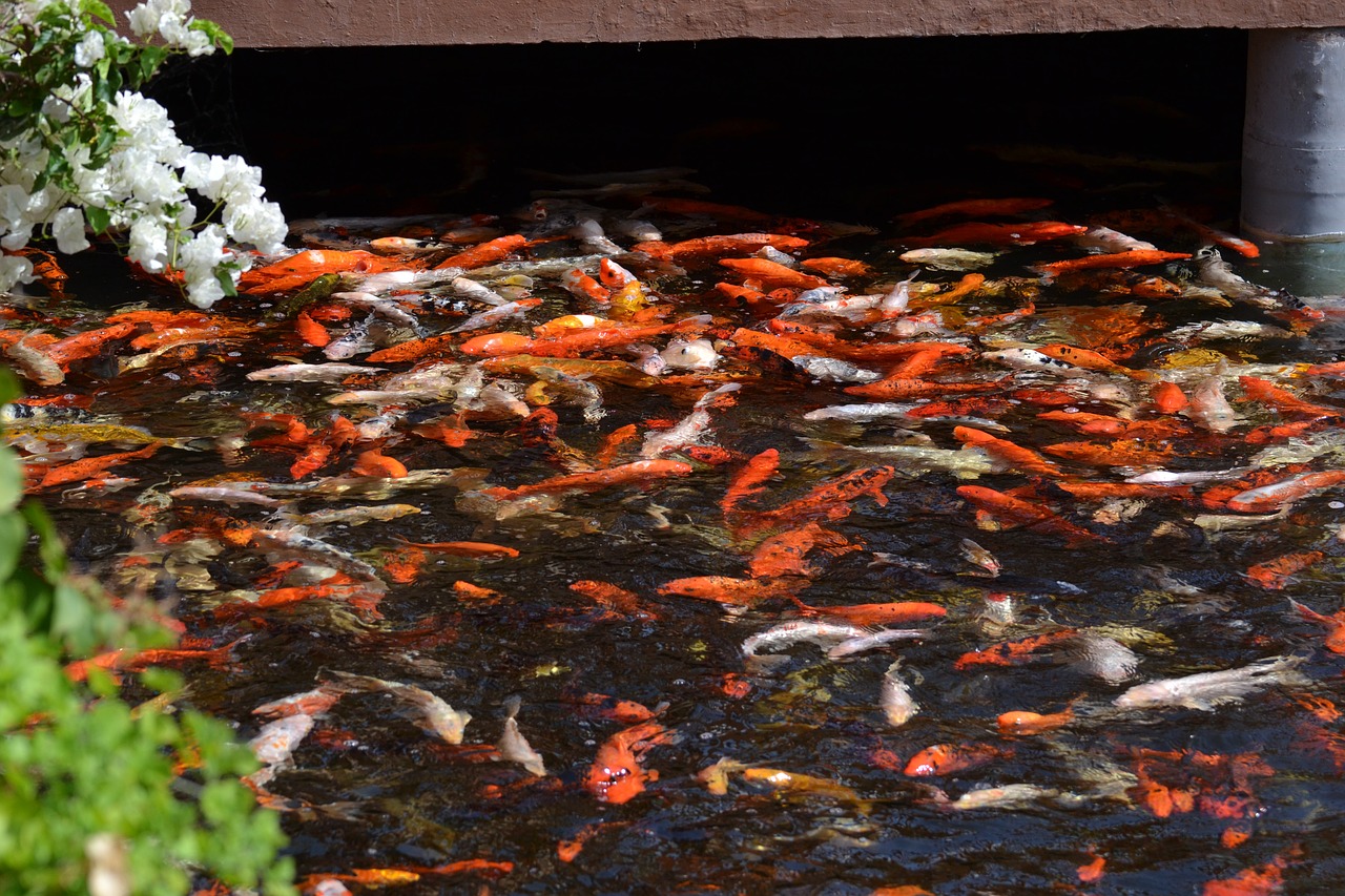Fischteich Fische Koi
