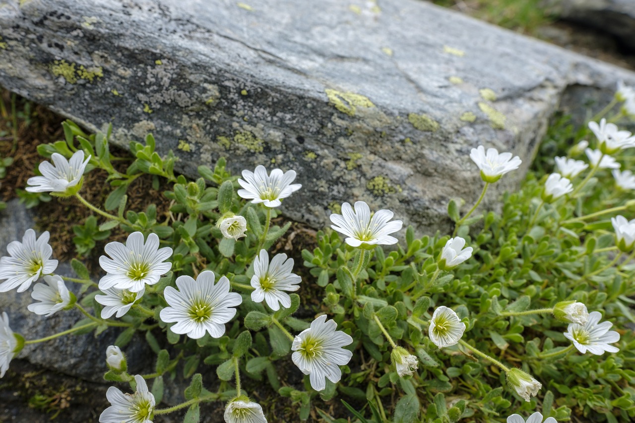 Hornkraut Stein Teich Ufer