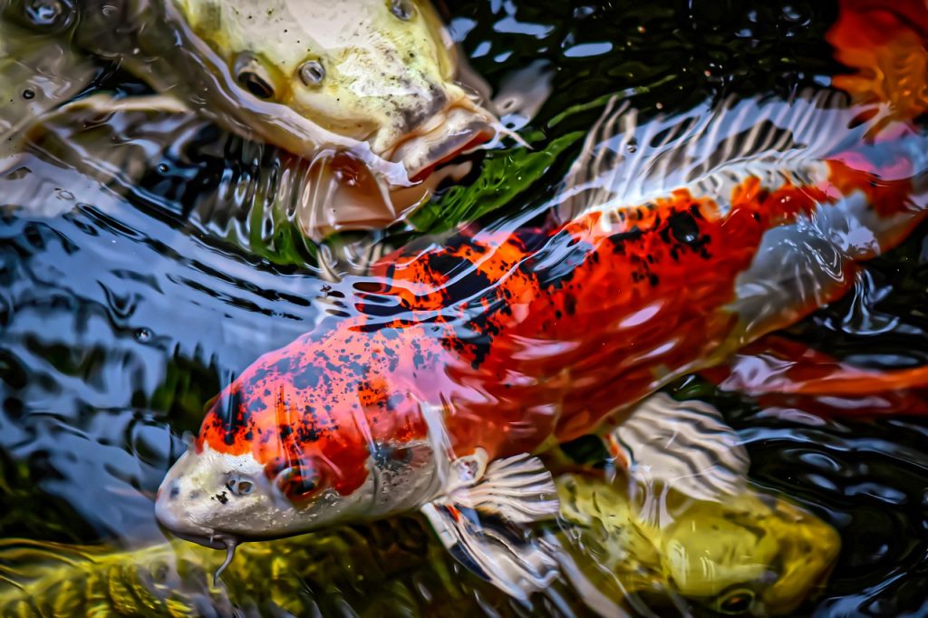 Koi Wasser Garten Teich