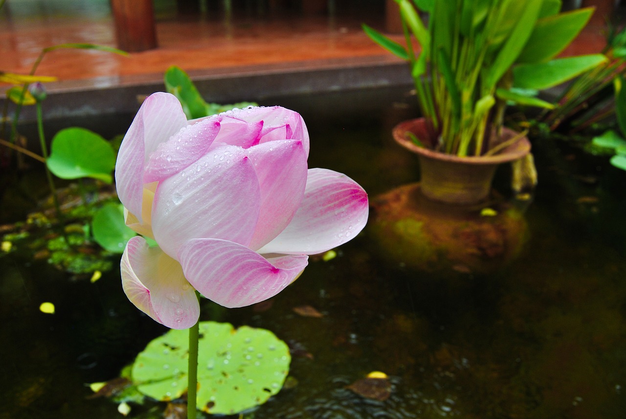 Miniteich Wasser Blume Balkon