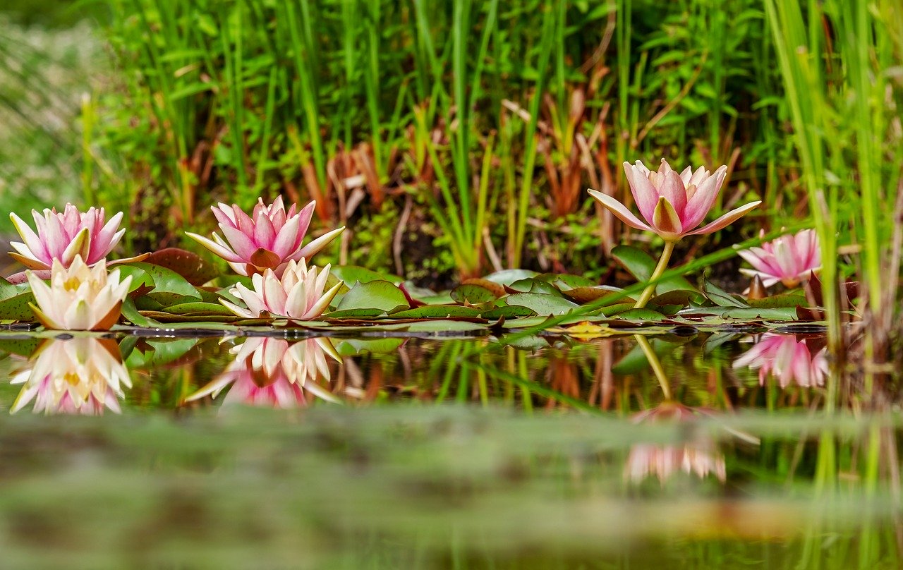 Teichzone Seerosen Teichrosen Bepflanzung