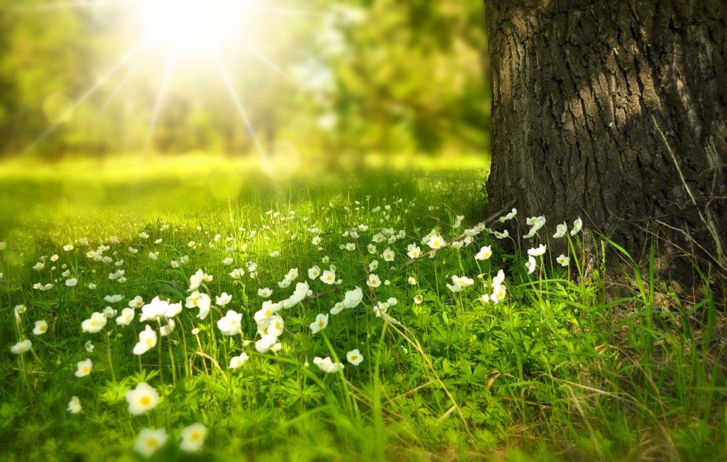 Frühling Sommer Wiese Gras Baum Wärme