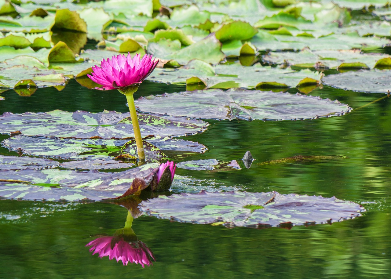 Garten Teich Gartenteich Seerose Seerosenblätter Teichwasser Wasser