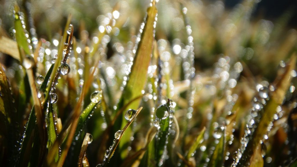 Regentropfen auf Grashalmen