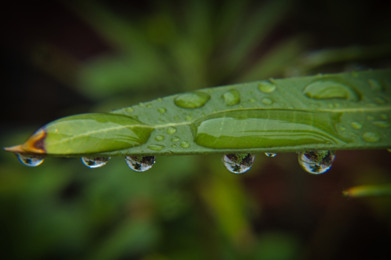 Regentropfen auf einem Blatt