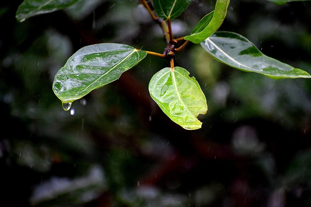Regentropfen auf Pflanze