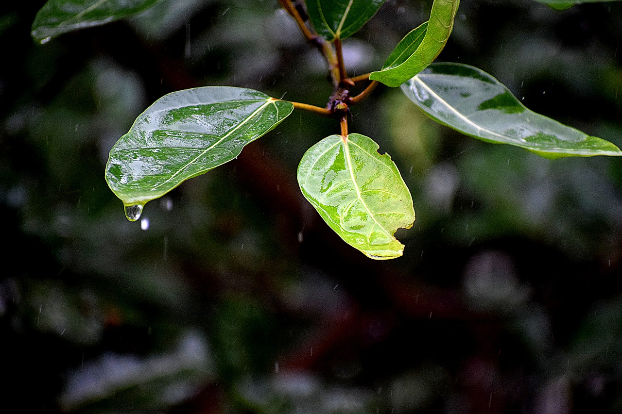 Regentropfen auf Pflanze