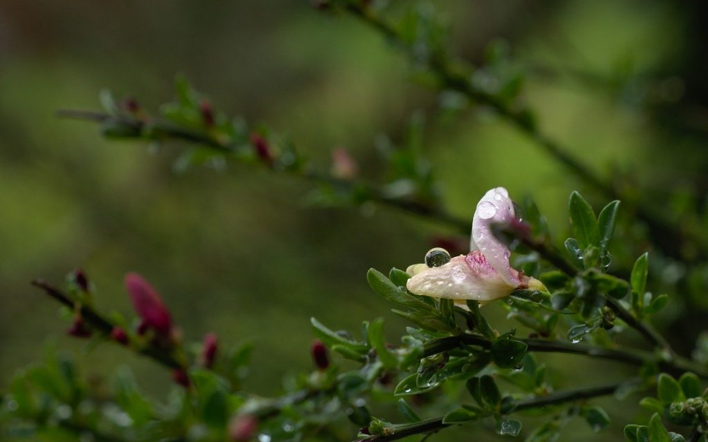 Nasse Blüte Ast Regen