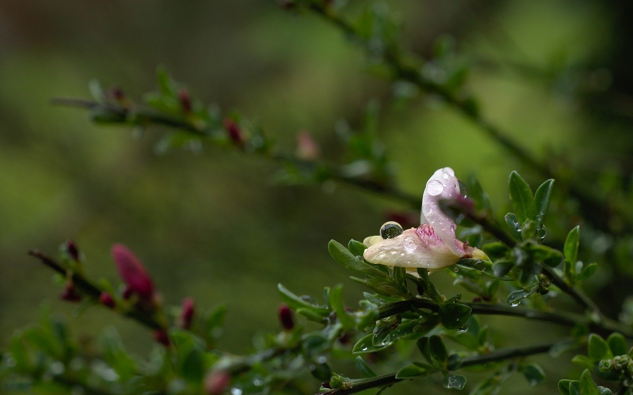 Nasse Blüte Ast Regen