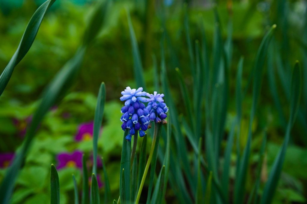 Garten Grün Pflanze