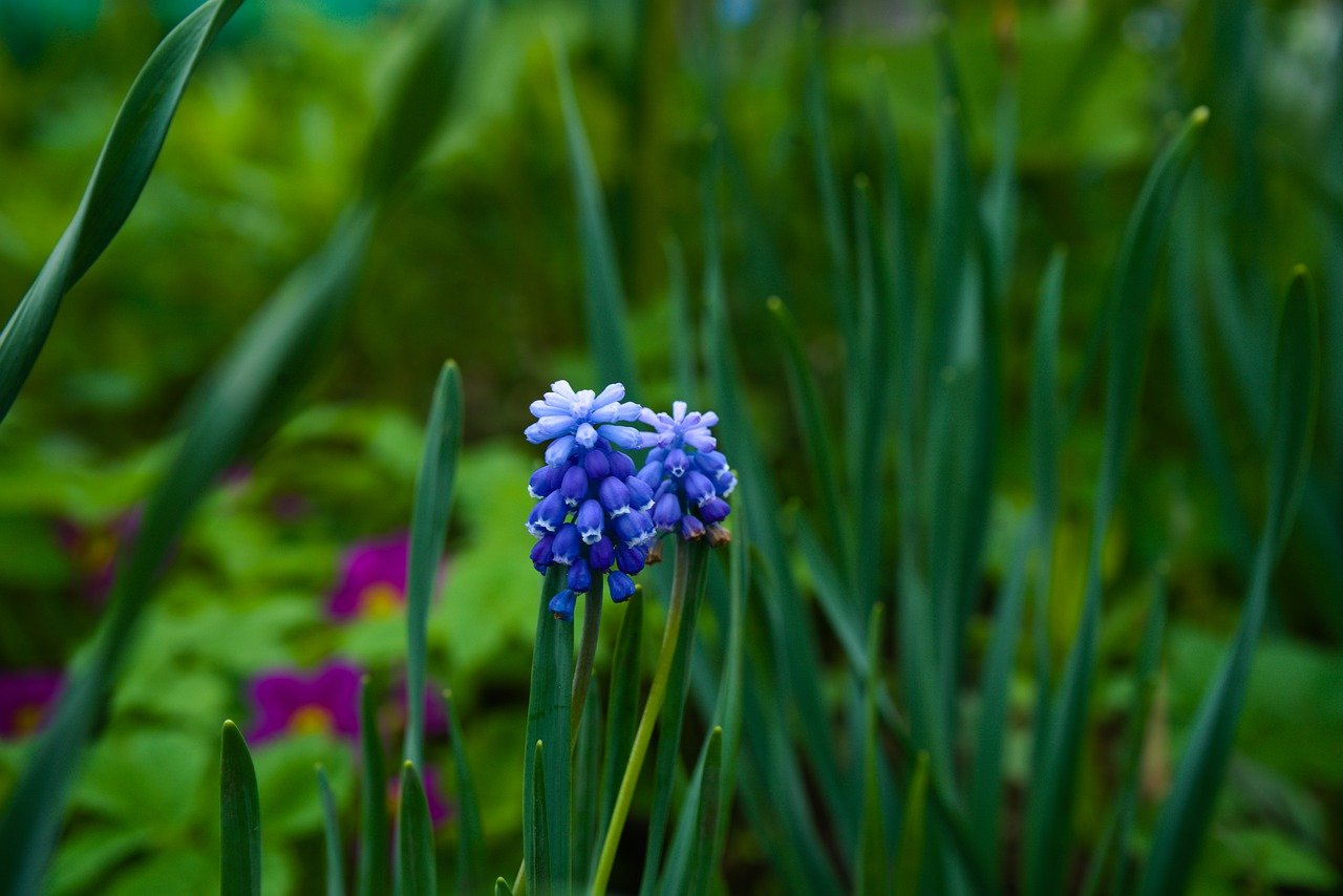 Garten Grün Pflanze