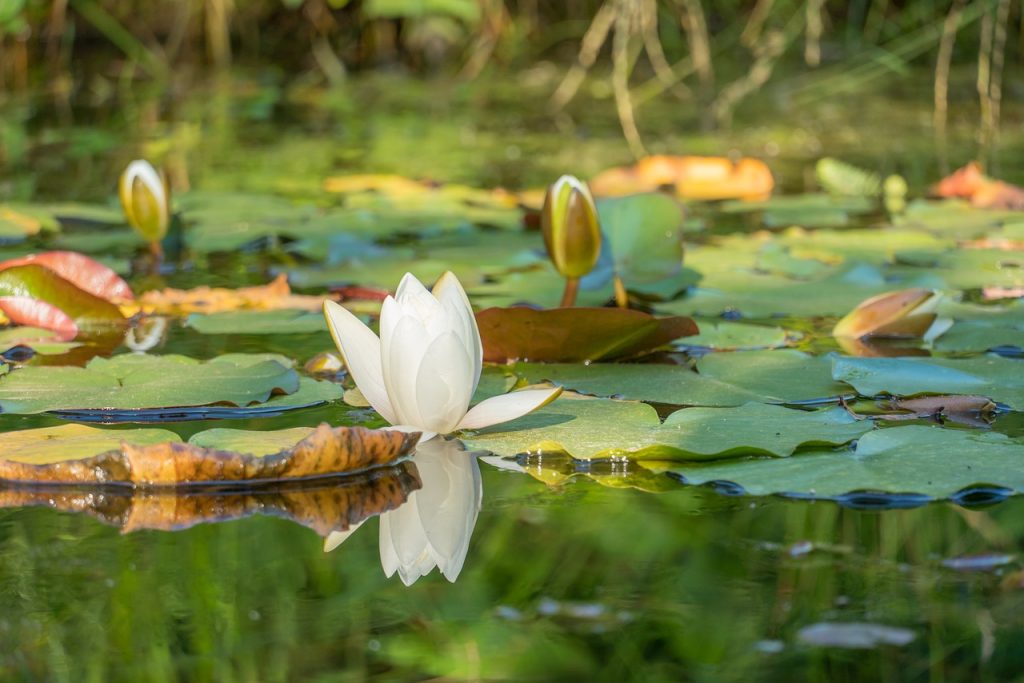 Gartenteich mit Wasserlilie