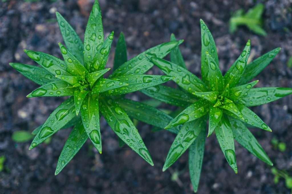 Regentropfen auf Blättern Pflanze