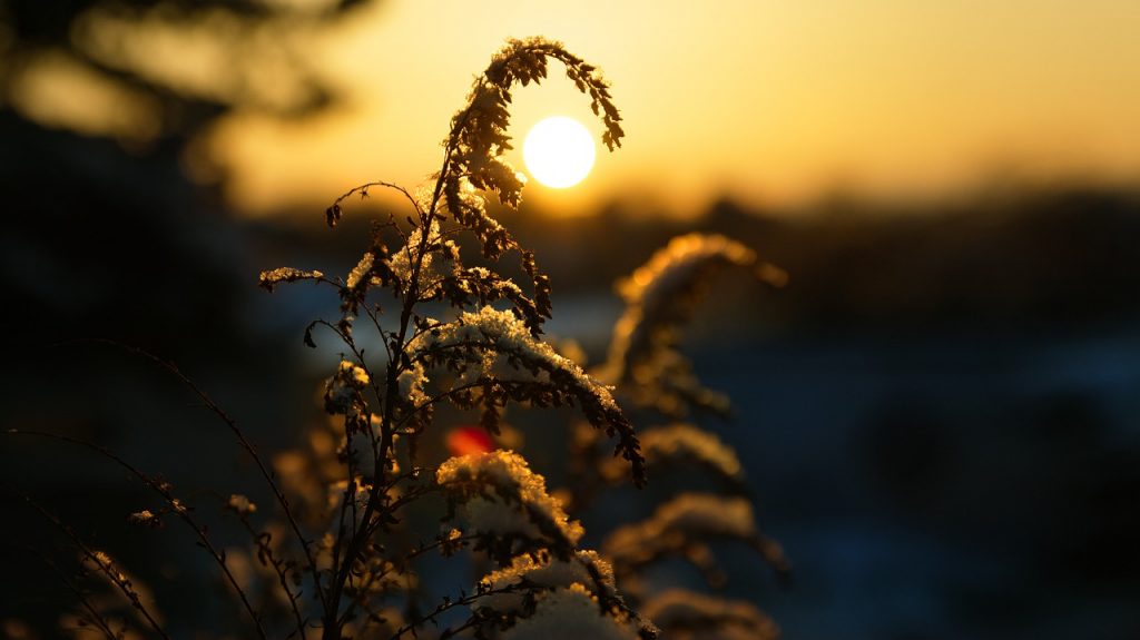 Pflanze Winter Frost Sonnenuntergang