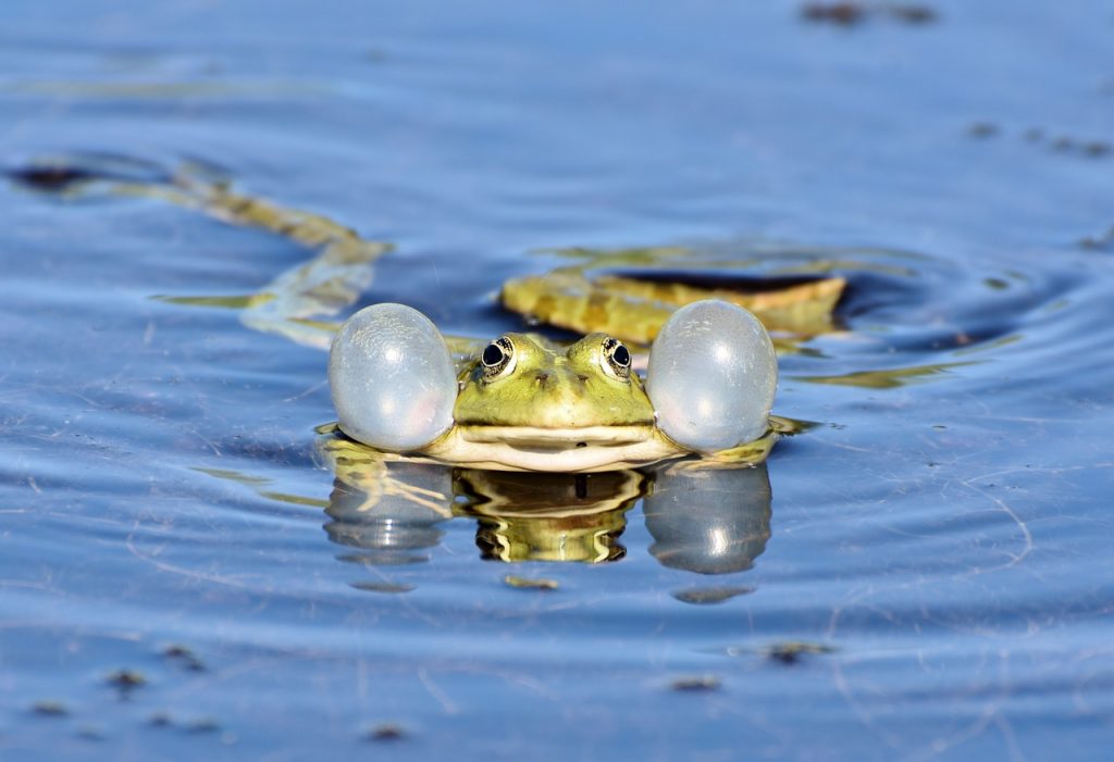 Frosch schwimmt in Teich