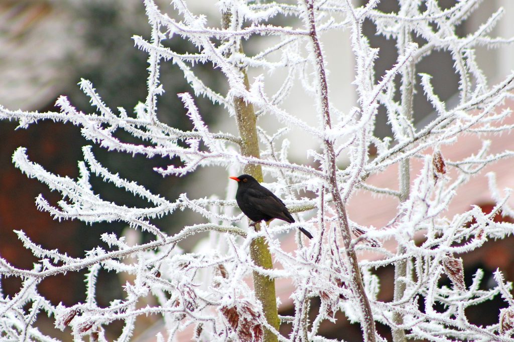 Winter verschneite Äste