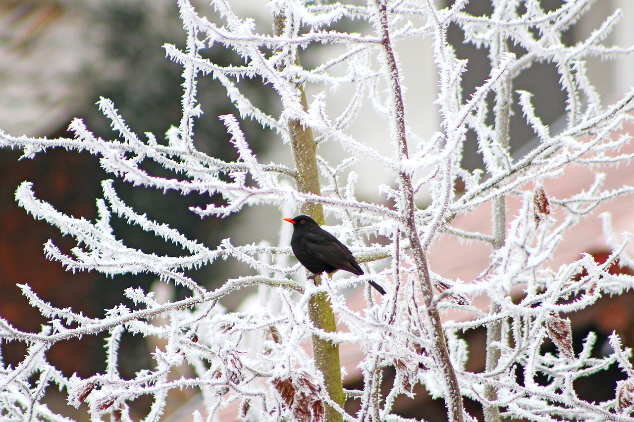 Winter verschneite Äste