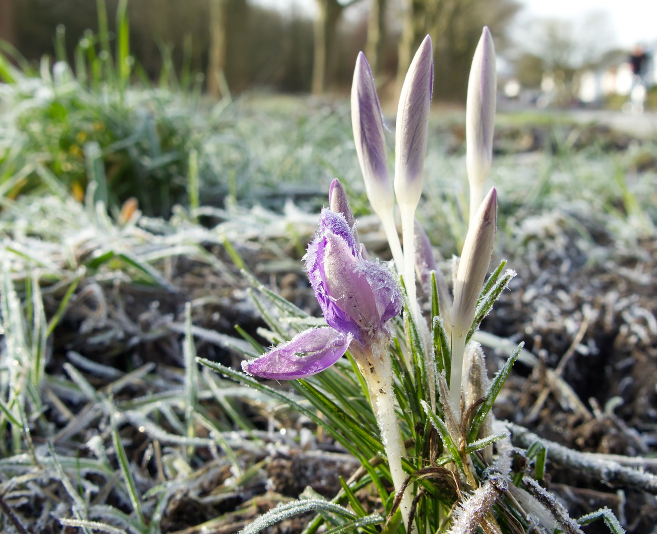 Frost Wiese Krokus Gras