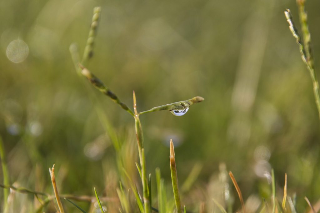 Regen Garten Wassertropfen