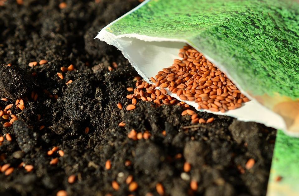 Samen in umgegrabene Erde einsetzen
