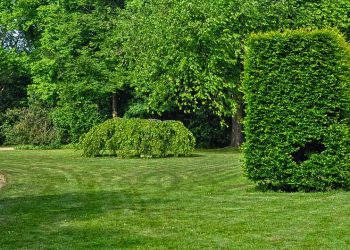 Rasen wie lange & wie oft sprengen? Tipps zum Gießen & Bewässern