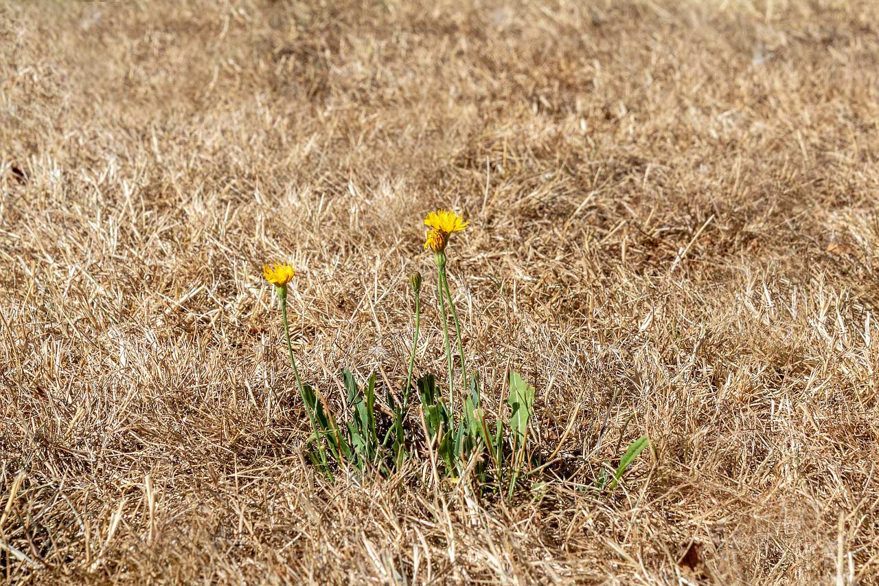 Rasen gelbe halme frühjahr
