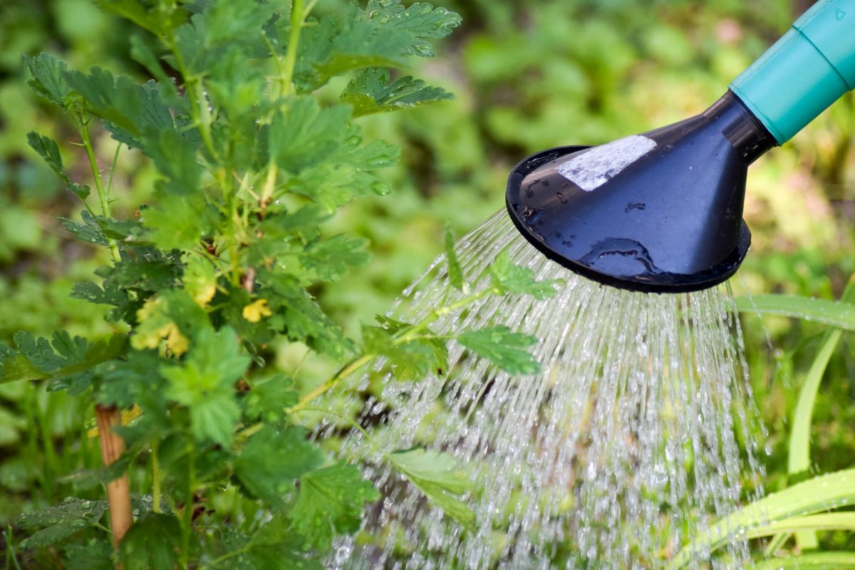 Blumensprüher 360 Grad Sprühflasche zur Bewässerung von Pflanzen 