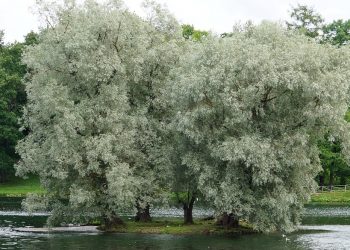 Weidenarten für den Garten | Arten der Weide in Deutschland