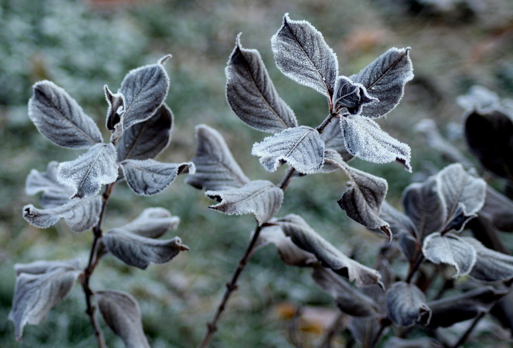 Wintervlies zum Abdecken von Pflanzen Pflanzenschutz Winterschutz 1,5 x 5 m