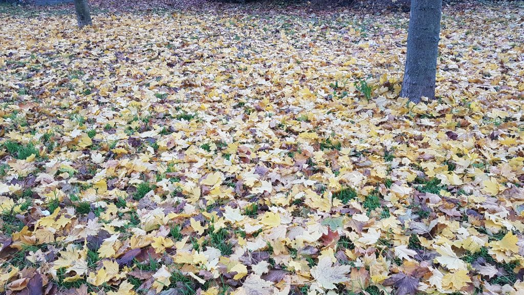 Rasenmäher Wattzahl (Top 34) | Gartenmäher stark