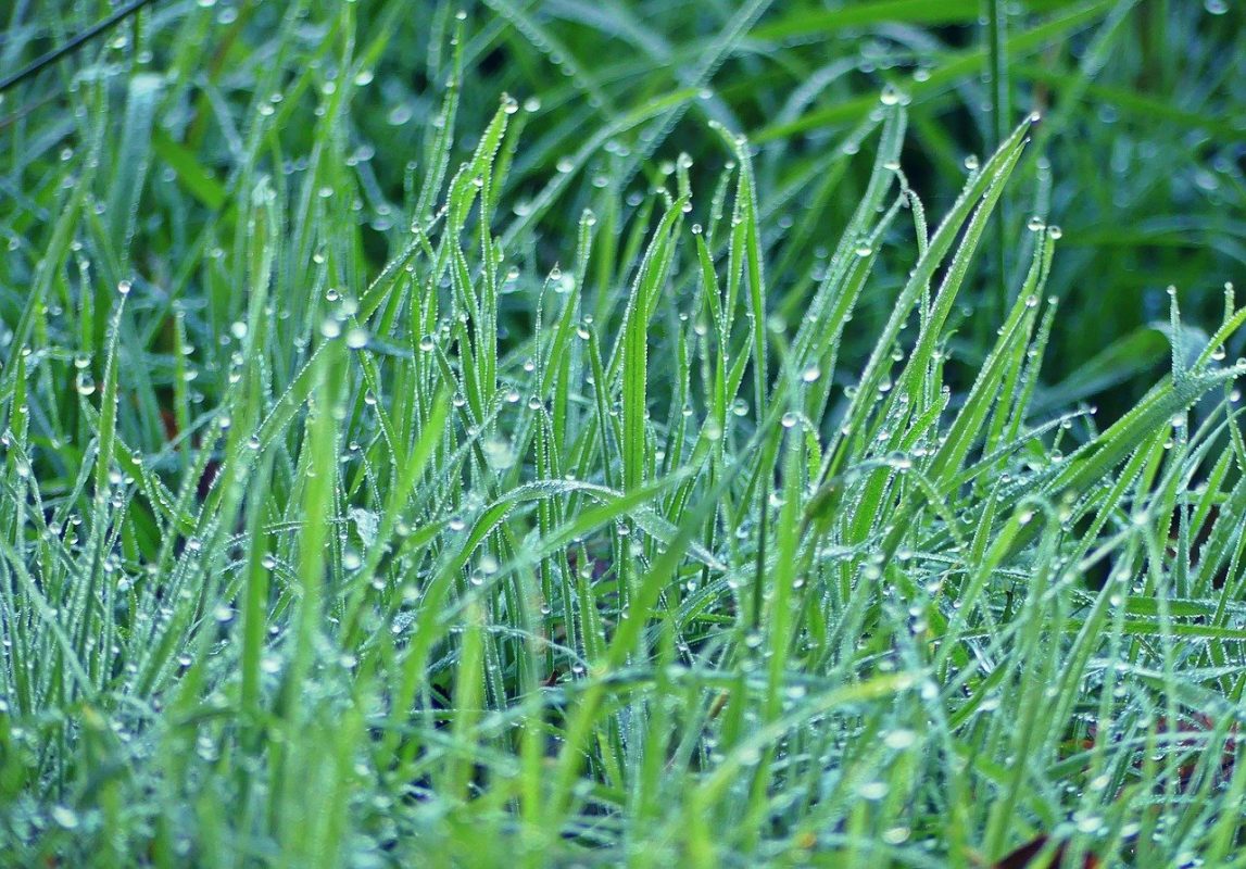 Garten Gras Regen Feuchtigkeit Tropfen Grashalm