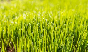 Rasen Rasenpflege Grün Gras