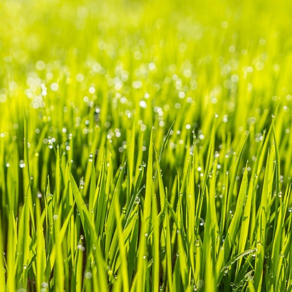 Rasen Rasenpflege Grün Gras