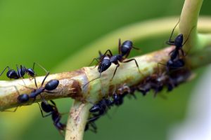 Ameisen bekämpfen Gewächshaus