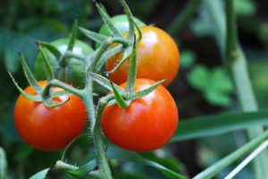 Tomaten Anpflanzen Anbauen Gewächshaus