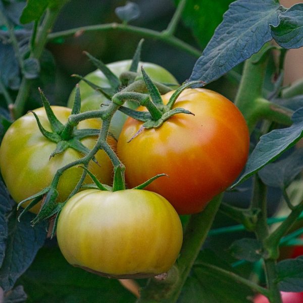 Tomaten Anbauen Anpflanzen