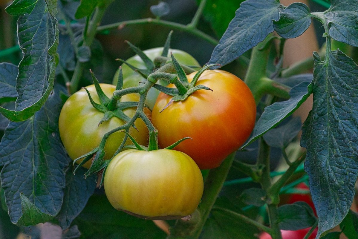 Tomaten ohne Gewächshaus anbauen & pflanzen (Tipps)