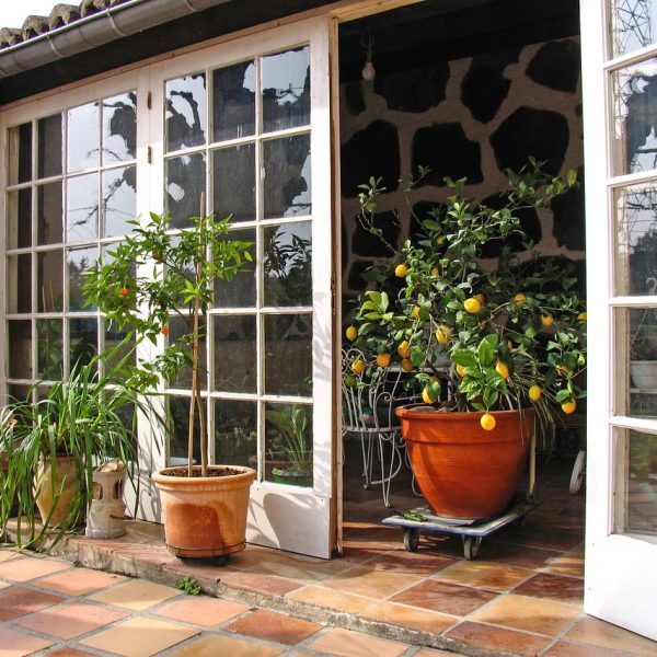 Gewächshaus Wintergarten Pflanzen