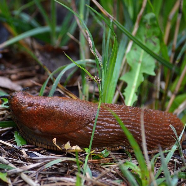 Schnecke schädlich Gewächshaus