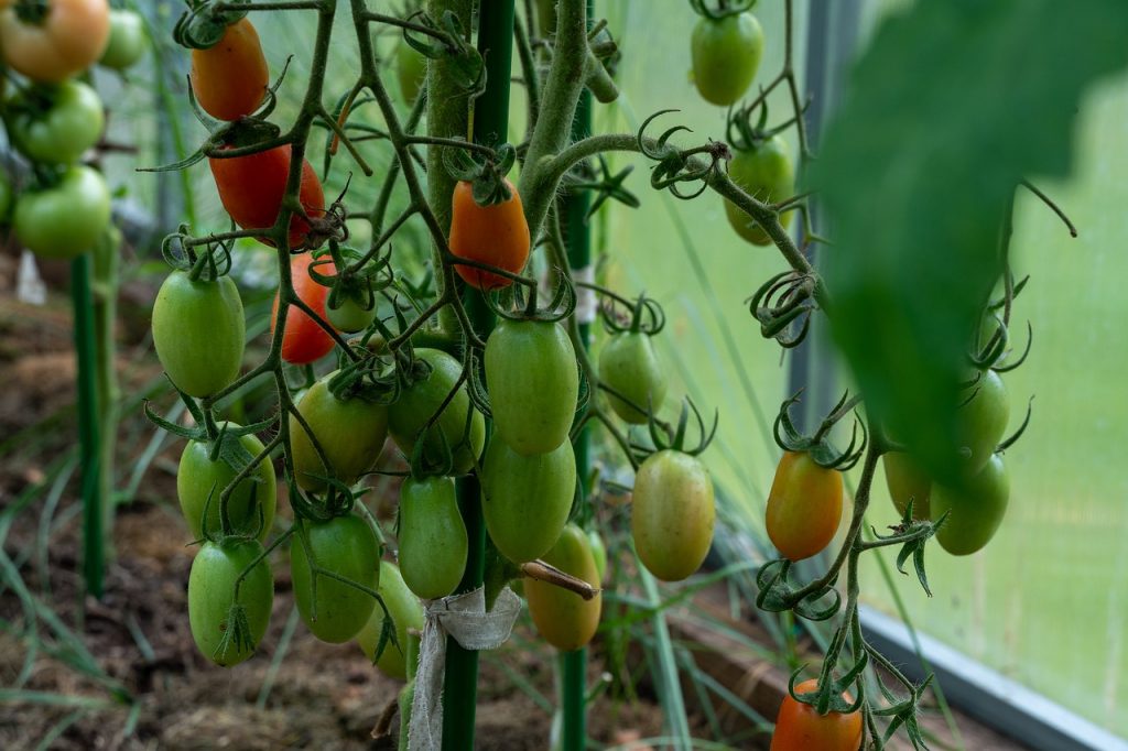 Tomaten Gewächshaus anbauen überwintern