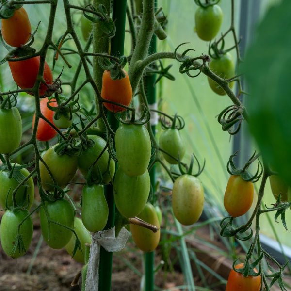Tomaten Gewächshaus anbauen überwintern