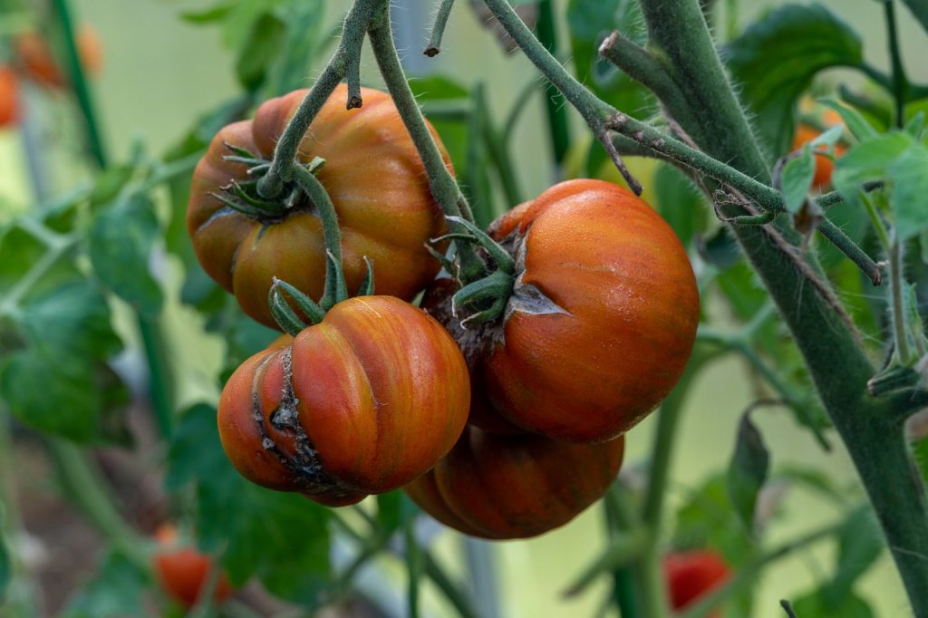 Tomaten Krankheiten Gewächshaus