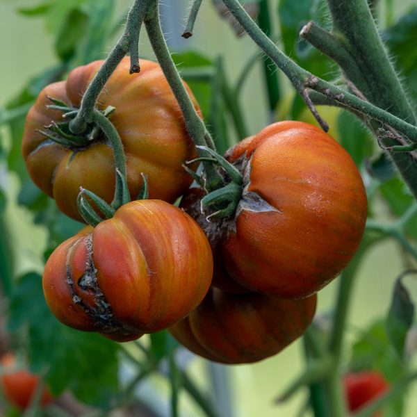 Tomaten Krankheiten Gewächshaus