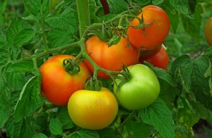 Tomaten Gewächshaus Bestäuben