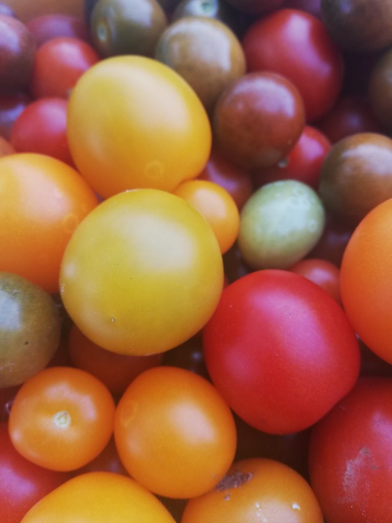 Tomaten Sorten Arten Gewächshaus