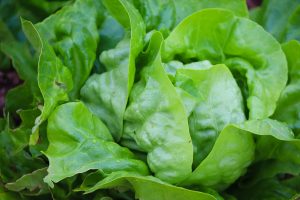 Salat anbauen anpflanzen Gewächshaus